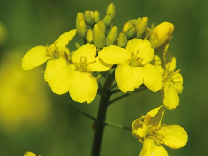 Rapsblomst