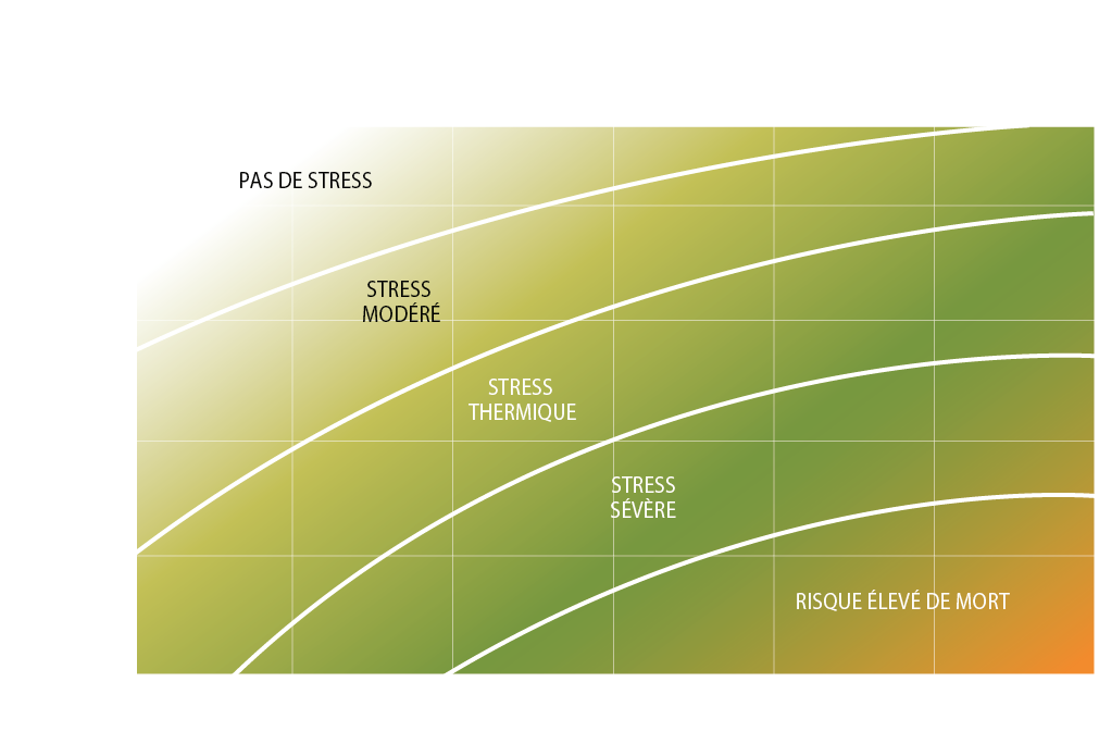 Les étapes du stress thermiques chez la vache, augmentation de chaleur et conséquences physiologiques