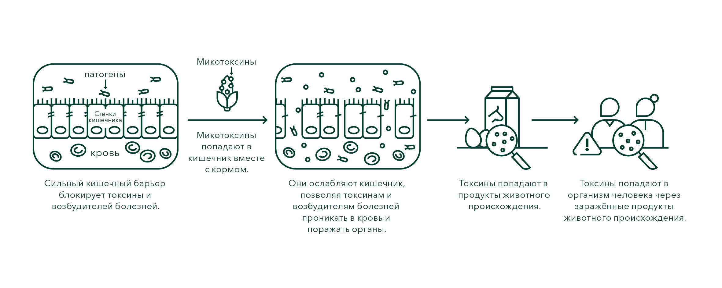 Mykotoxine im Futter Mycosafe