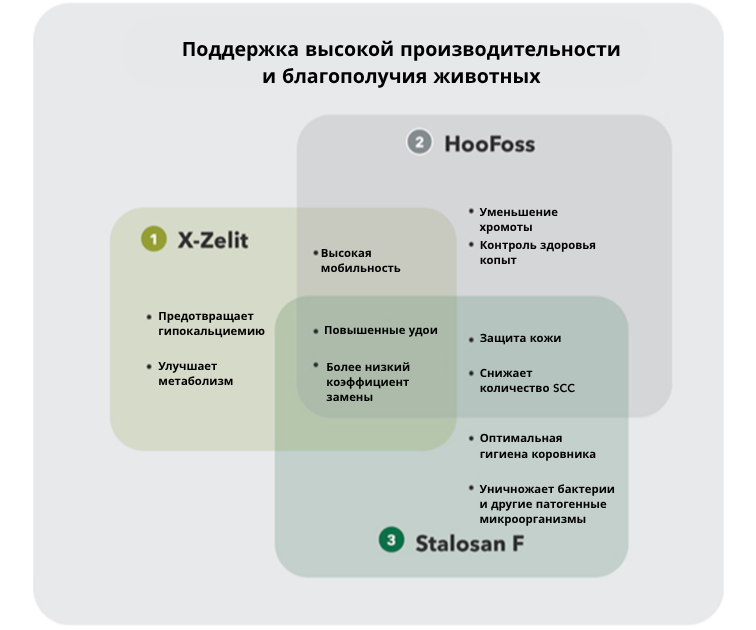Langlebiege Kühe X-Zelit HooFoss Stalosan